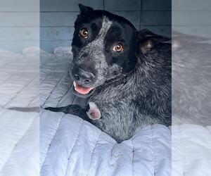 Mutt Dogs for adoption in San Antonio, TX, USA