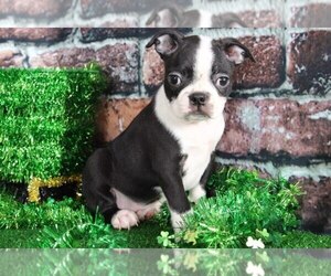 Boston Terrier Puppy for sale in BEL AIR, MD, USA