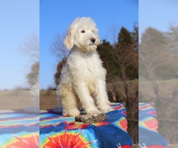 Medium Photo #7 Goldendoodle Puppy For Sale in UNION CITY, TN, USA