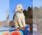 Small Photo #7 Goldendoodle Puppy For Sale in UNION CITY, TN, USA