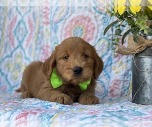 Goldendoodle (Miniature) Puppy for sale in LANCASTER, PA, USA