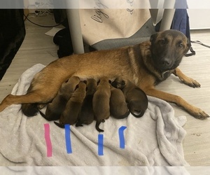 Malinois Puppy for sale in BRONX, NY, USA