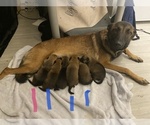 Small Photo #1 Malinois Puppy For Sale in BRONX, NY, USA