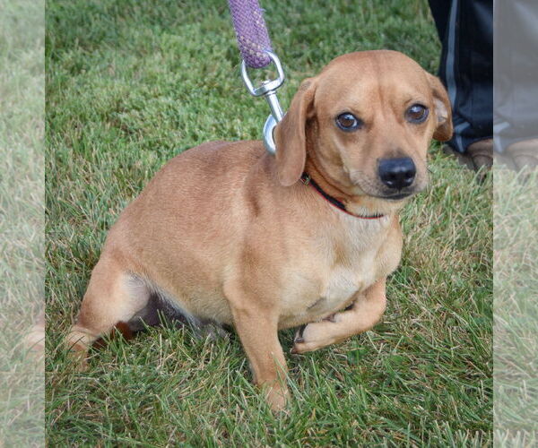 Medium Photo #5 Chiweenie Puppy For Sale in Huntley, IL, USA