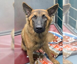 Baxter - Male German Shepherd Dog-Unknown Mix Dog for Adoption - Photo #2