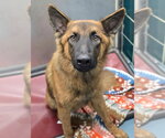 Small Photo #2 German Shepherd Dog-Unknown Mix Puppy For Sale in Lakewood, CO, USA