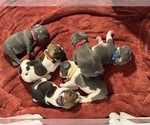 Small French Bulldog