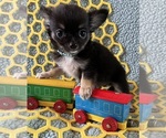 AKC Huba Huba - Male Chihuahua Puppy for Sale - Photo #3