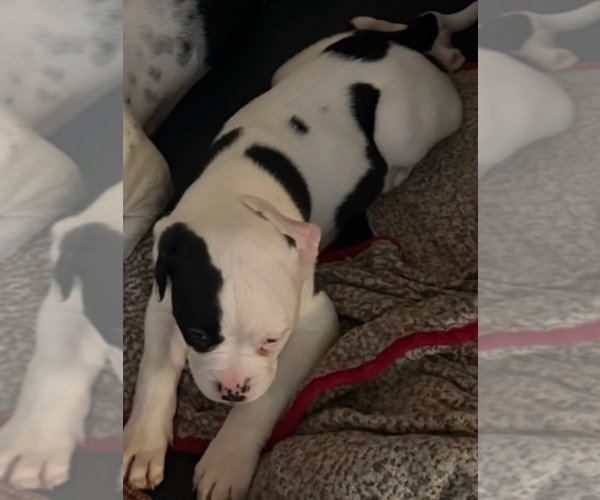 Medium Photo #51 American Bulldog Puppy For Sale in INDEPENDENCE, MO, USA