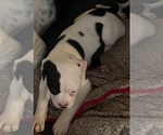 Small Photo #51 American Bulldog Puppy For Sale in INDEPENDENCE, MO, USA