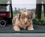Small #1 Miniature Australian Shepherd