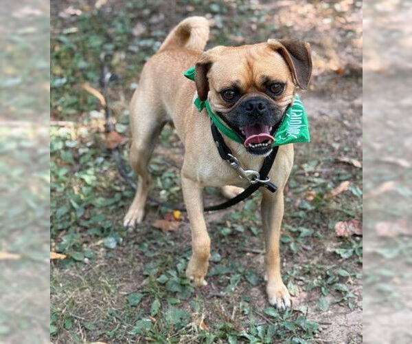 Medium Photo #1 Pug Puppy For Sale in Warrenton, VA, USA