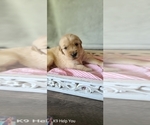 Small Photo #20 Golden Retriever Puppy For Sale in SAINT LOUIS, MO, USA