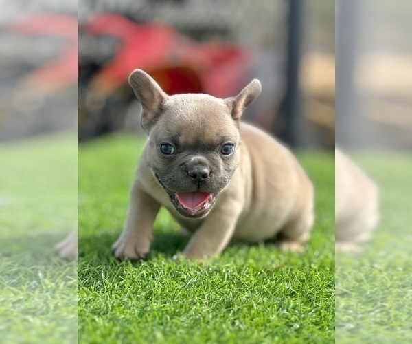 Medium Photo #2 French Bulldog Puppy For Sale in GUILFORD, CT, USA