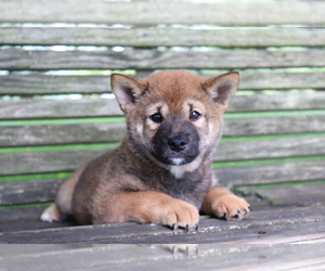 Shiba Inu Puppy for sale in SHILOH, OH, USA