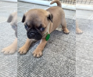 Buggs Puppy for sale in COFFEYVILLE, KS, USA