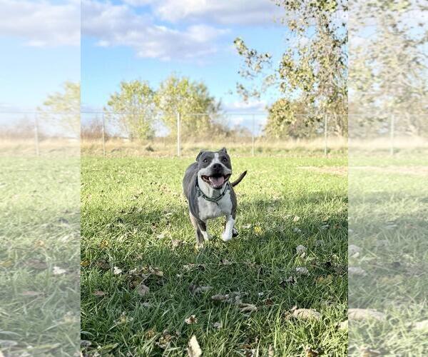 Medium Photo #7 Mutt Puppy For Sale in DuQuoin, IL, USA