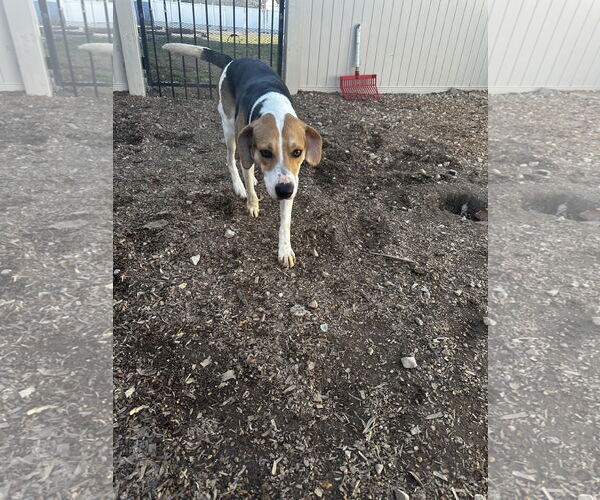 Medium Photo #3 American Foxhound-Unknown Mix Puppy For Sale in Corning, AR, USA