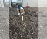 Small #2 American Foxhound Mix