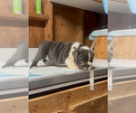 Small #9 English Bulldog