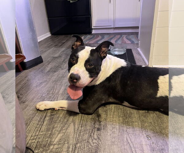 Medium Photo #3 American Staffordshire Terrier Puppy For Sale in Denton, TX, USA