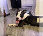 Small #2 American Staffordshire Terrier