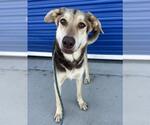 Small #1 German Shepherd Dog Mix