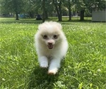 Small #2 Pomeranian