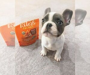 French Bulldog Puppy for sale in MATTHEWS, NC, USA