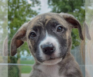 Boxador Dogs for adoption in Huntley, IL, USA