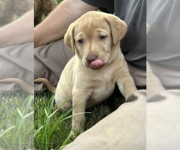 Medium Photo #5 Labrador Retriever Puppy For Sale in FREDERICKSBG, OH, USA