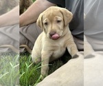 Small #4 Labrador Retriever