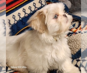 Shih Tzu Puppy for sale in LEVEL PLAINS, AL, USA