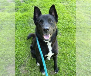 Siberian Husky-Unknown Mix Dogs for adoption in Sacramento, CA, USA