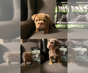 English Bulldog Puppy for sale in LYNNWOOD, WA, USA