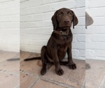 Small #1 Labrador Retriever