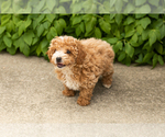 Small #1 Poodle (Miniature)