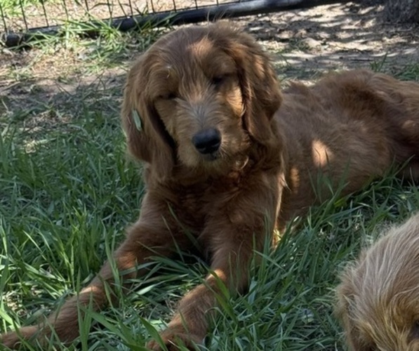 Medium Photo #1 Goldendoodle Puppy For Sale in SAINT CLOUD, MN, USA