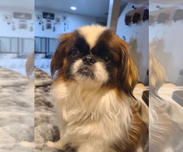 Medium Photo #3 Pekingese Puppy For Sale in FAIRLAWN, OH, USA