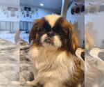 Small #2 Pekingese