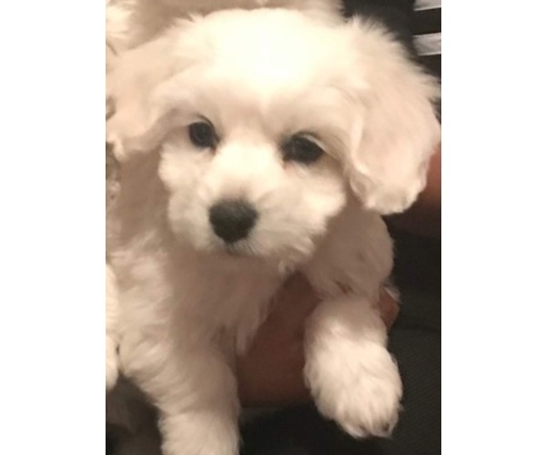 Medium Photo #1 Coton de Tulear Puppy For Sale in SALT LAKE CITY, UT, USA