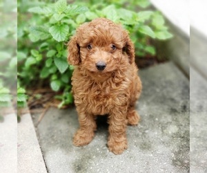 Goldendoodle (Miniature) Puppy for sale in EVANS, GA, USA