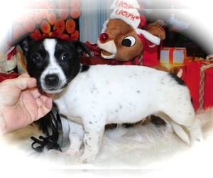 Australian Cattle Dog-Rat Terrier Mix Puppy for sale in HAMMOND, IN, USA
