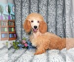 Small Photo #1 Poodle (Miniature) Puppy For Sale in BARNESVILLE, KS, USA