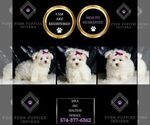 Small #1 Maltese