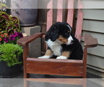 Small #1 Bernese Mountain Dog