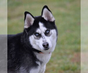 German Shepherd Dog Dogs for adoption in Gretna, NE, USA