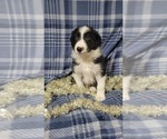 Small Photo #1 Border Collie Puppy For Sale in OWEN, WI, USA