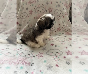 Shih Tzu Puppy for sale in FONTANA, CA, USA