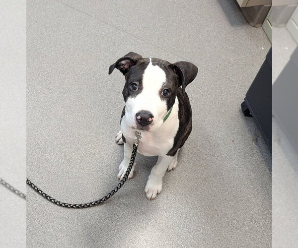 Medium Photo #1 Mutt Puppy For Sale in La Porte, IN, USA